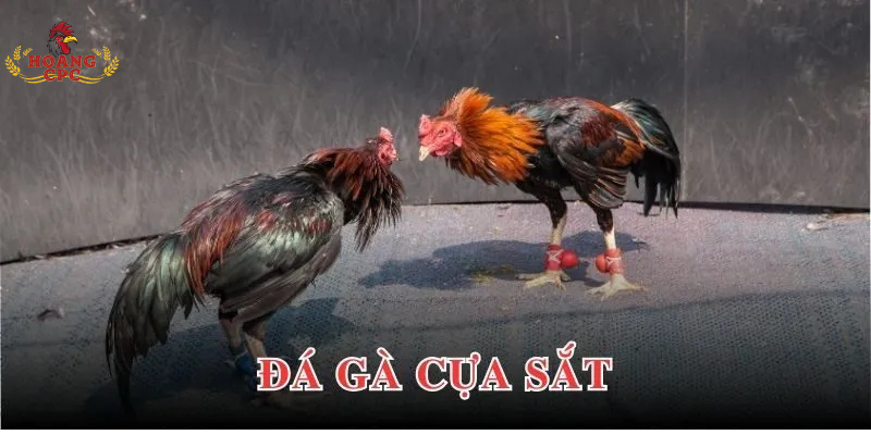 Xem đá gà trực tiếp - Đá gà cựa sắt